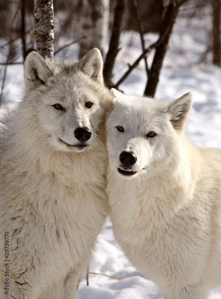 Naklejka premium Arctic Wolves close together in winter