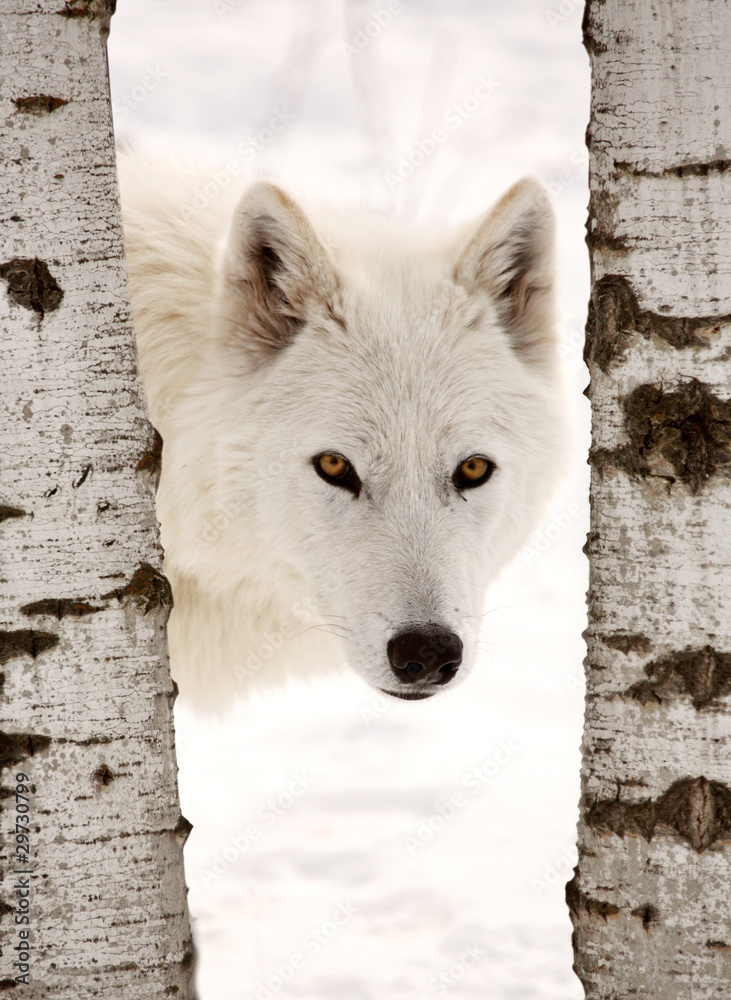 Fototapeta premium Arctic Wolf seen between two trees in winter