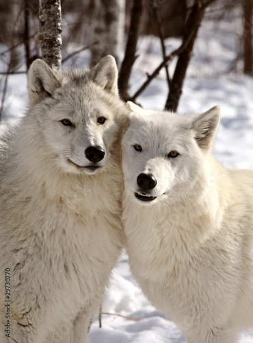 Arctic Wolves close together in winter