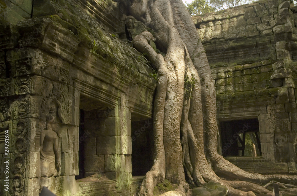 Tree at Ta Phrom