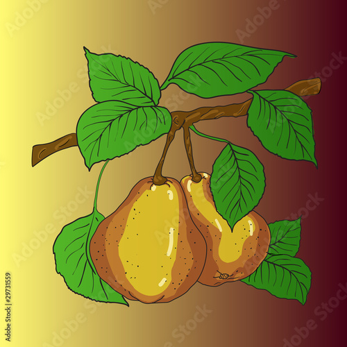 Two mature yellow pears