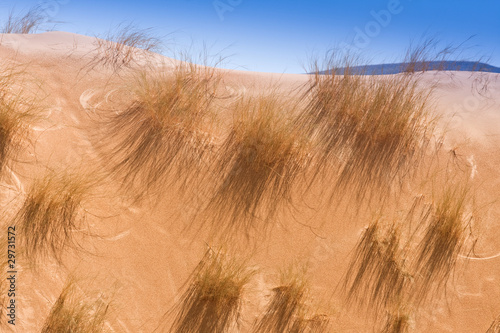 desert dune grass photo