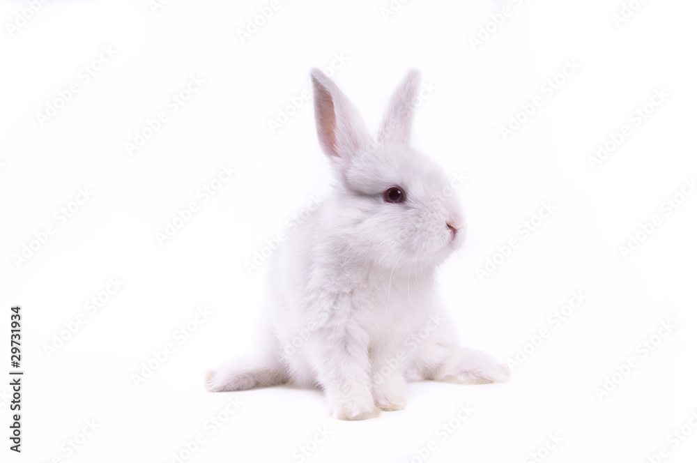 rabbit rabbit