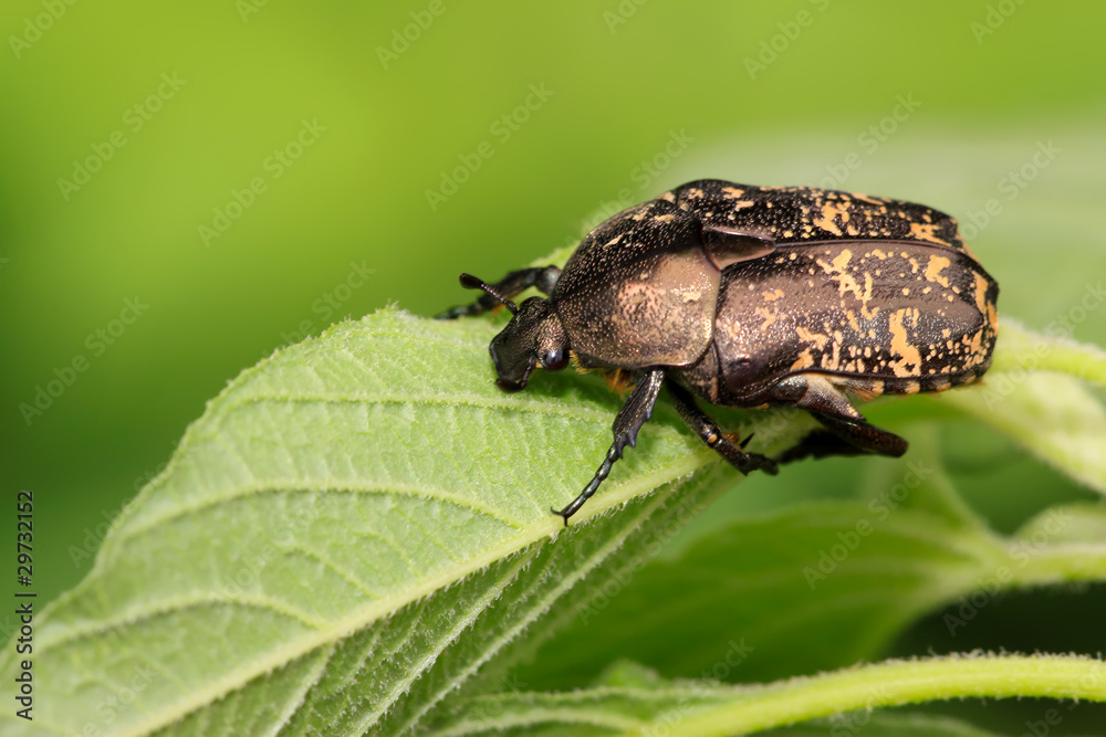 chafer chafer
