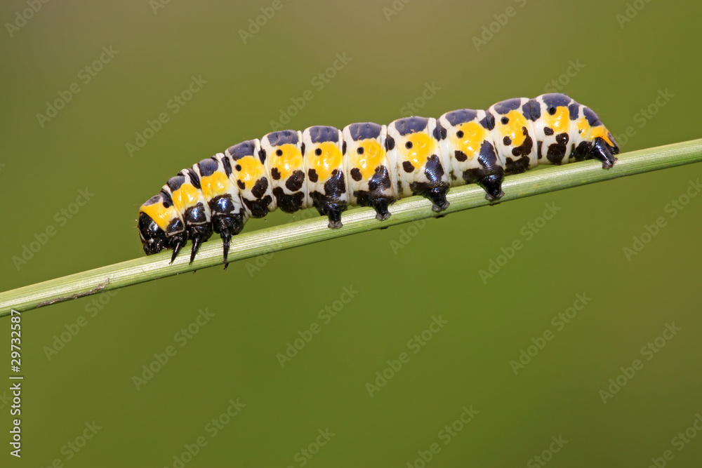 butterfly  larvae on a green plant