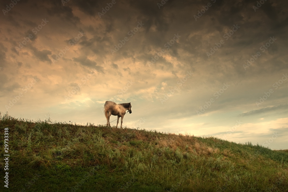 Naklejka premium horse