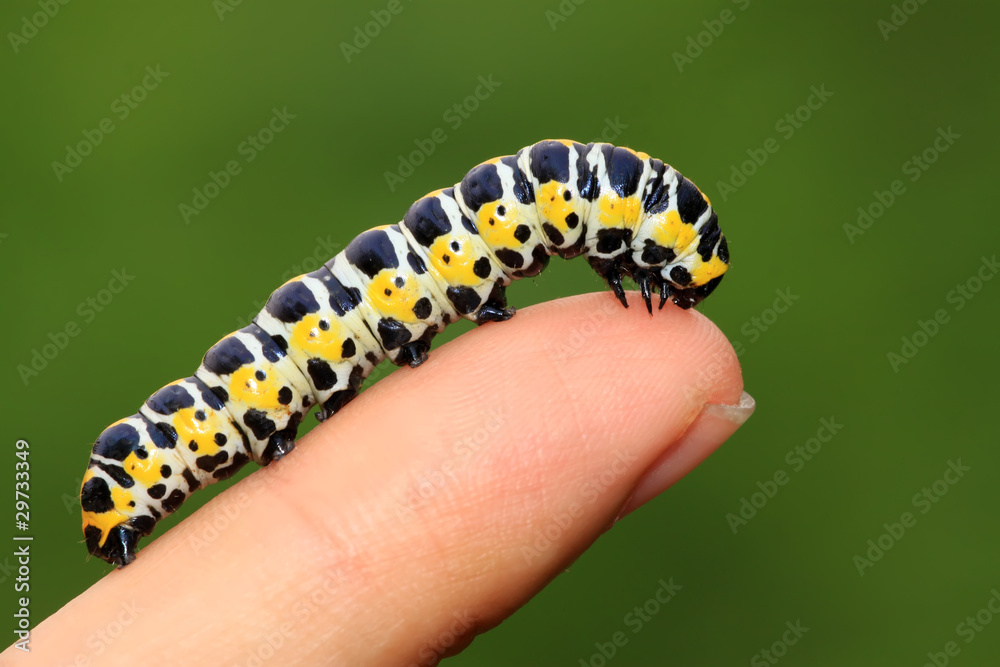 butterflies larvae in the person's fingers butterflies larvae in the person's fingers