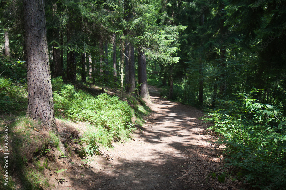 Sunny trail in a big forrest Sunny trail in a big forrest