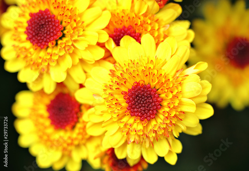 yellow flower close up