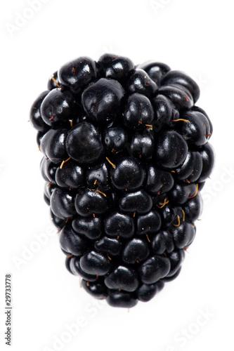 blackberry macro