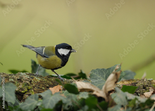 mésange photo