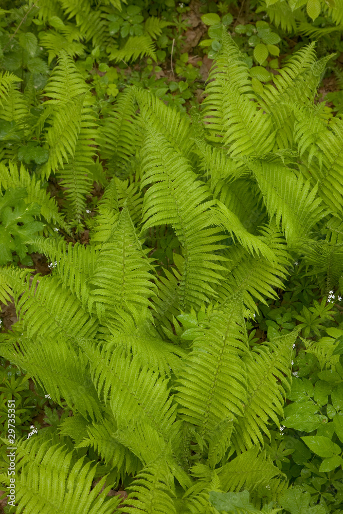 Top view of Fern based floral pattern
