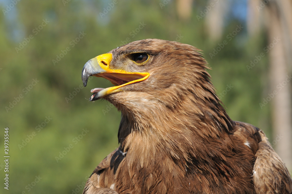 Fototapeta premium Tawny Eagle (Aquila rapax)
