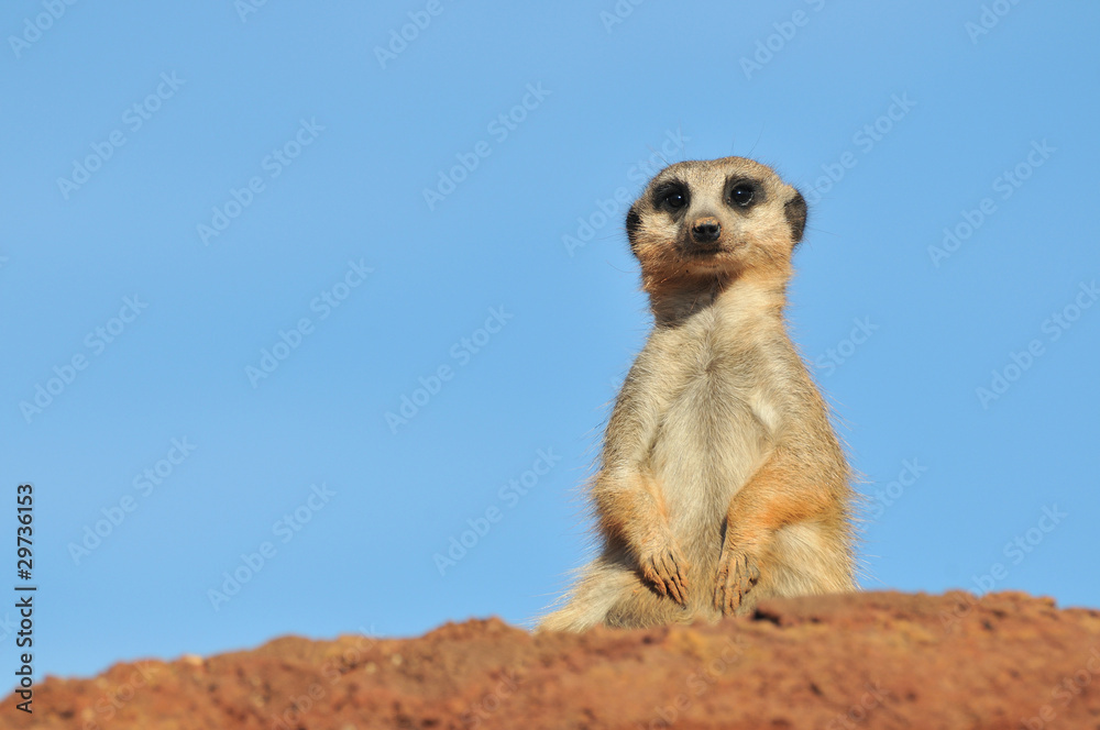 Fototapeta premium Single Meerkat with blue sky