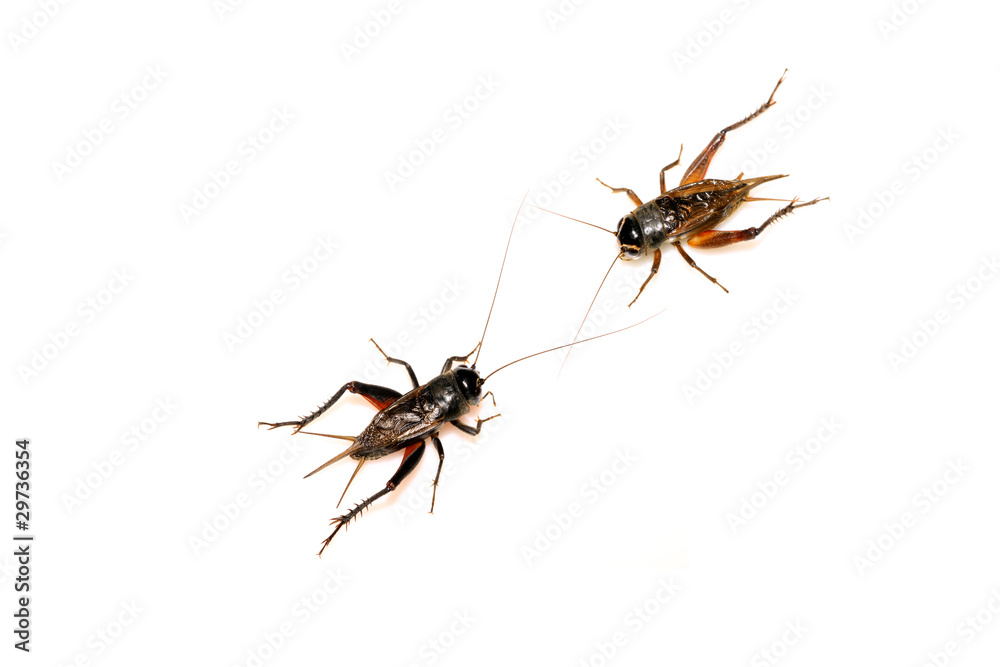 insects - crickets insects - crickets