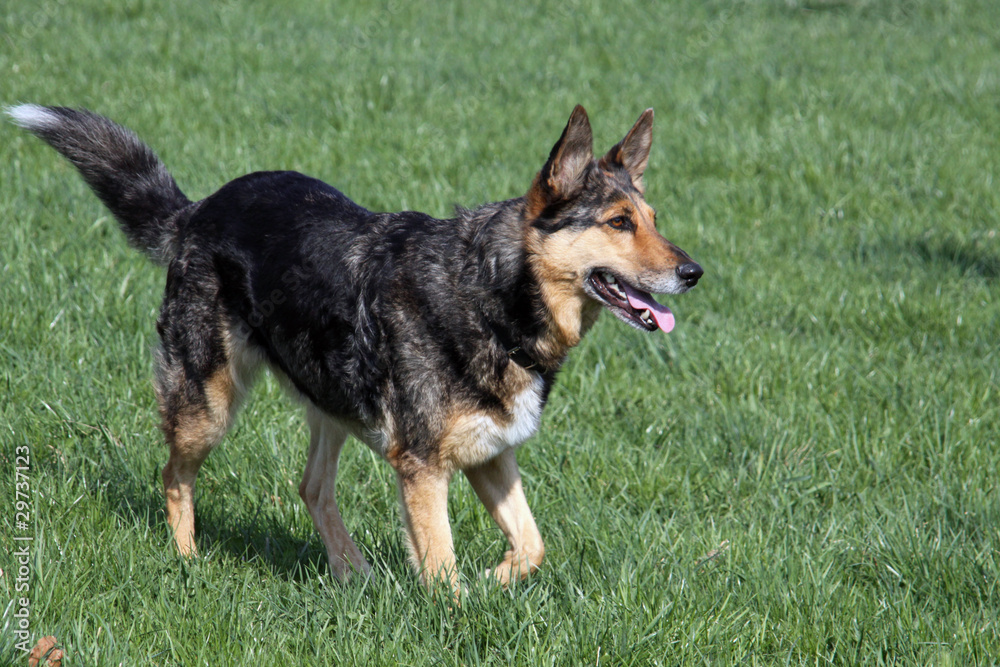 Deutscher Schäferhund Deutscher Schäferhund