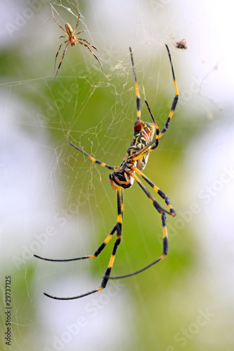 a spider © zhang yongxin