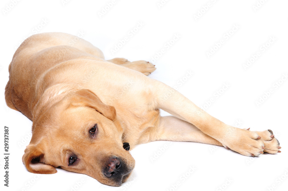 Golden labrador lying in studio Golden labrador lying in studio