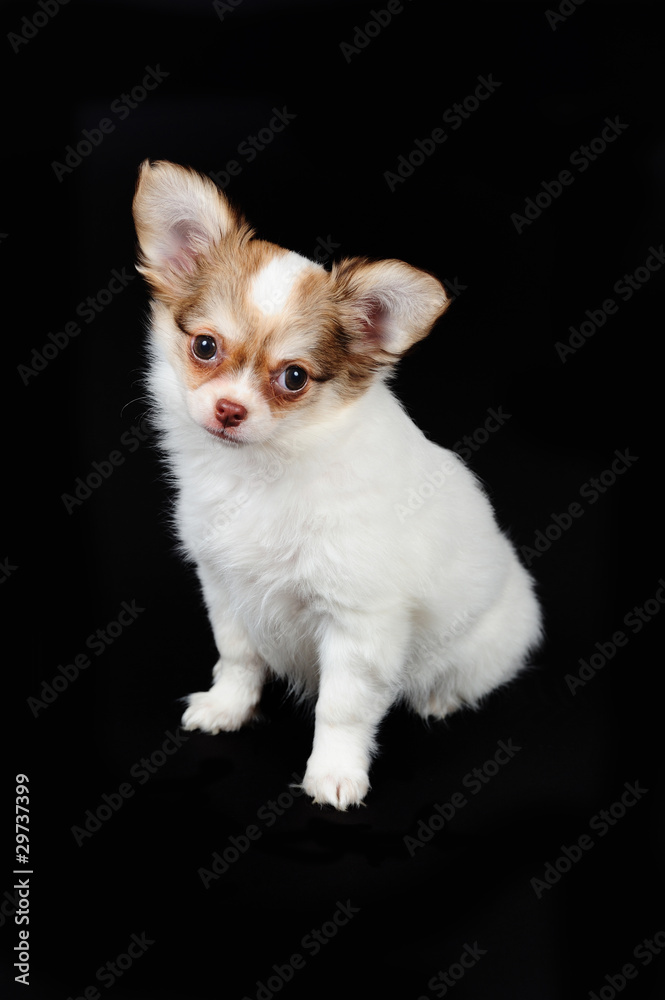 Little chihuahua puppy