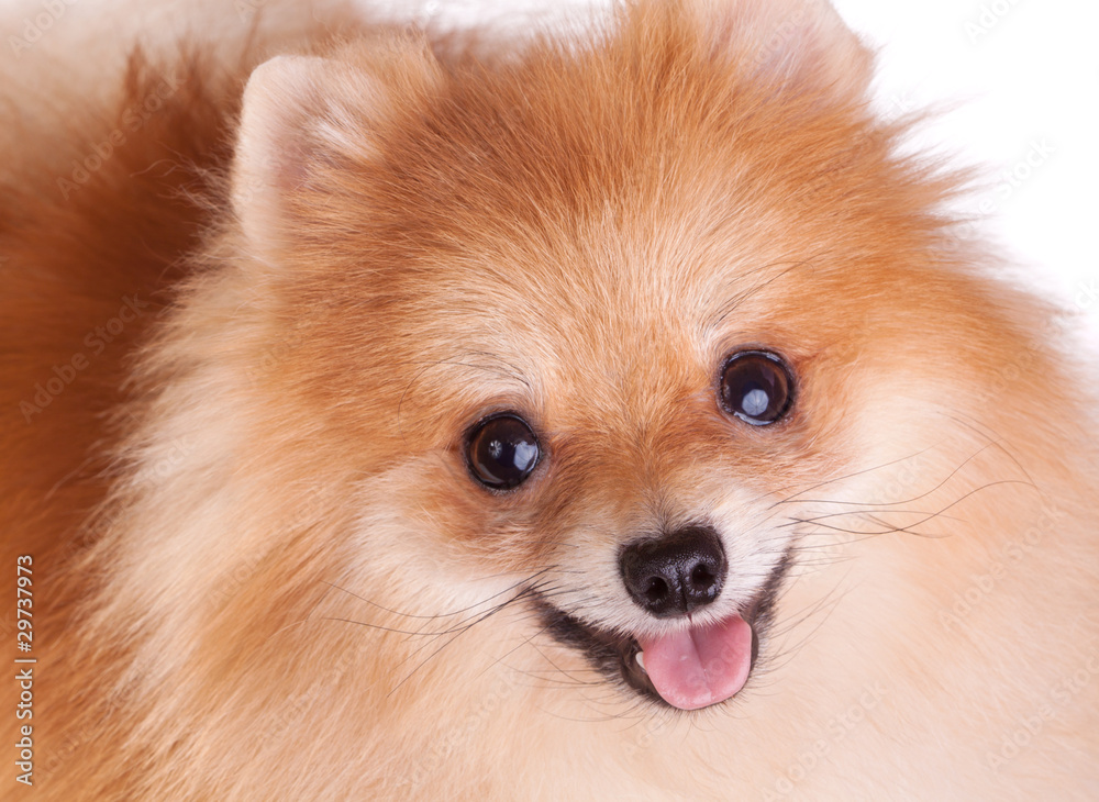 Pomeranian Dog Pomeranian Dog