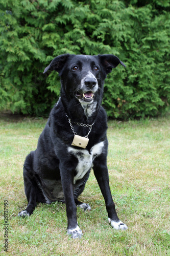 Fotografi Schwarz-weisser Mischlingshund