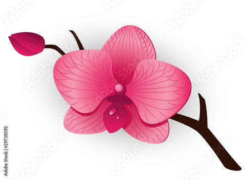 Fototapeta Naklejka Na Ścianę i Meble -  Beautiful pink Orchid