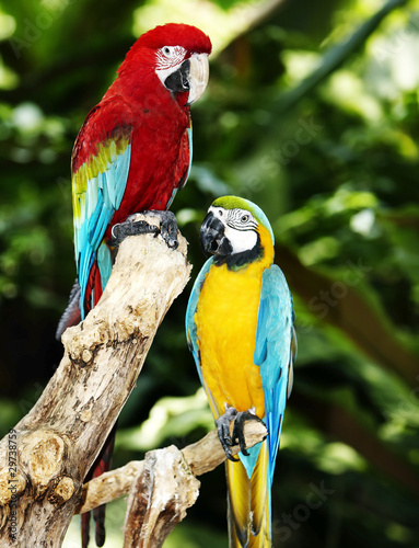Two parrot in green rainforest. #29738759