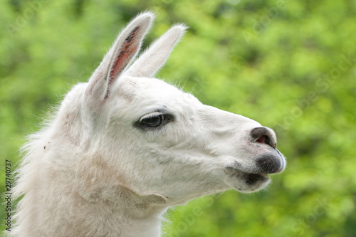white llama © Farmer
