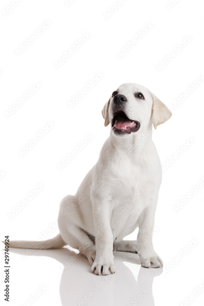 Labrador Retriever puppy Labrador Retriever puppy