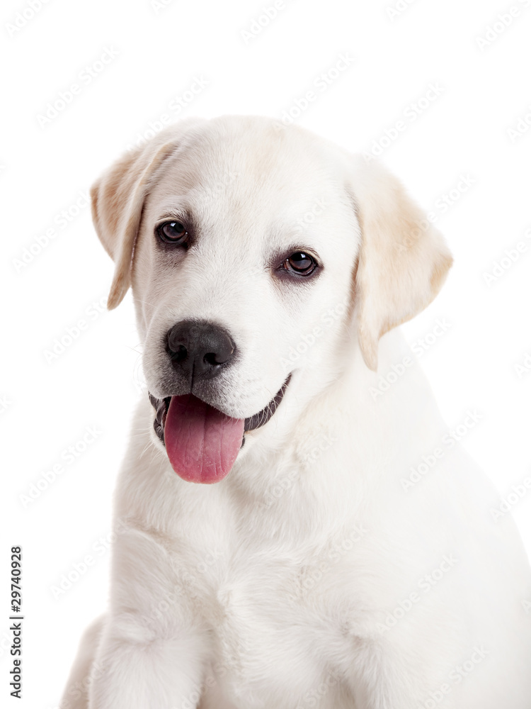 Labrador puppy