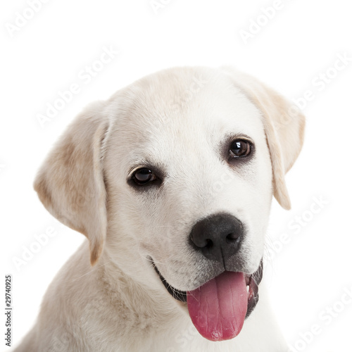 Labrador puppy © ikostudio