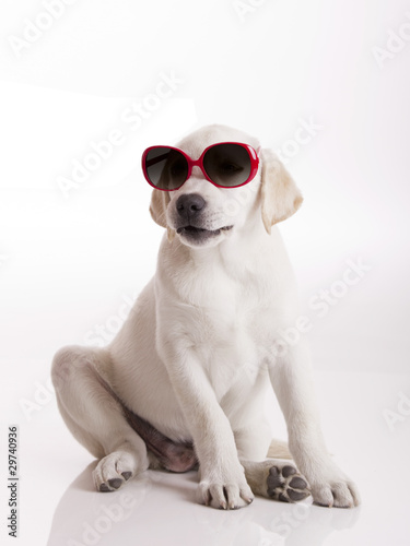 Puppy with sunglasses