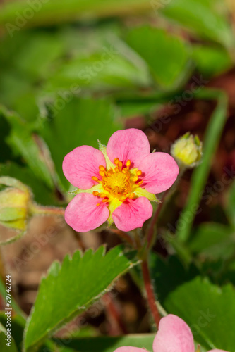 Strawberry flower