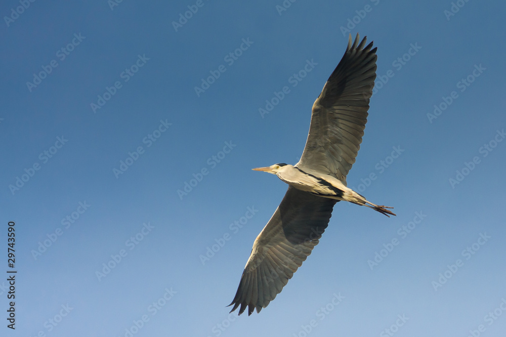 Fototapeta premium great grey heron in flight against the blue sky / Ardea cinerea