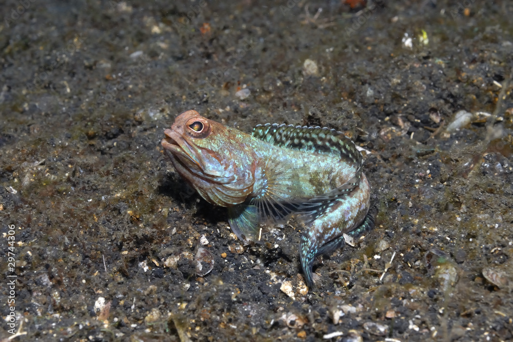 Obraz premium Kieferfisch