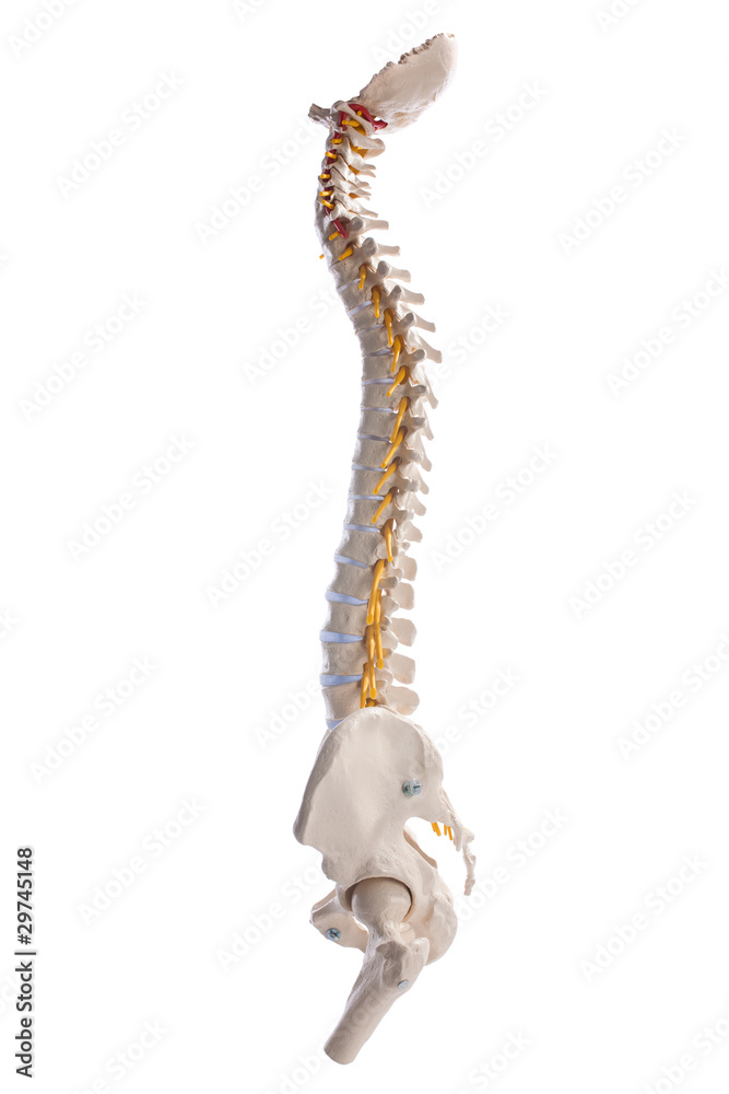 Fototapeta premium human spinal columns
