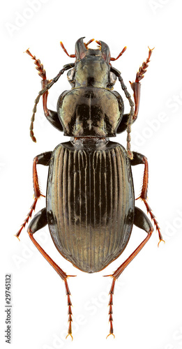 Pterostichus oblongopunctatus photo