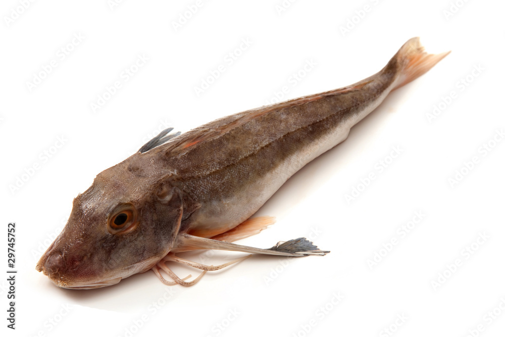 Fototapeta premium Gurnard fish isolated on a white background.