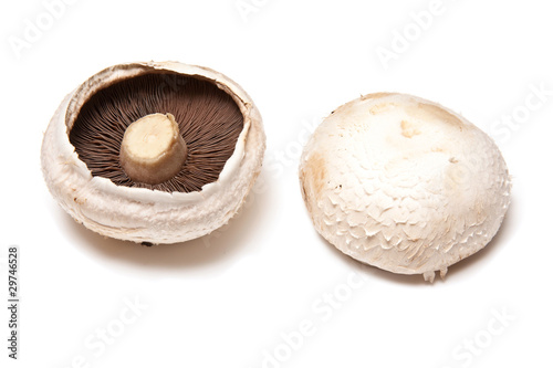 large white edible mushrooms