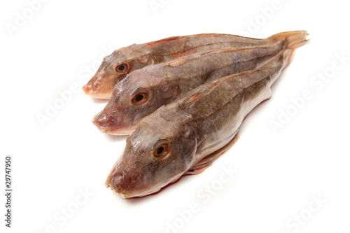 Gurnard fish whole