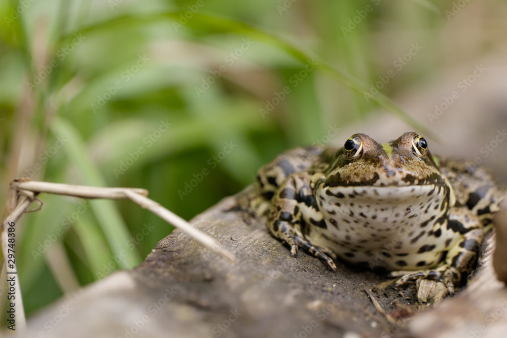 Obraz premium Porträt Seefrosch