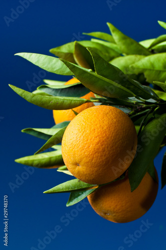 Seedless Valencia Oranges photo