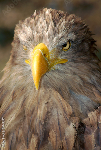 sea eagle photo