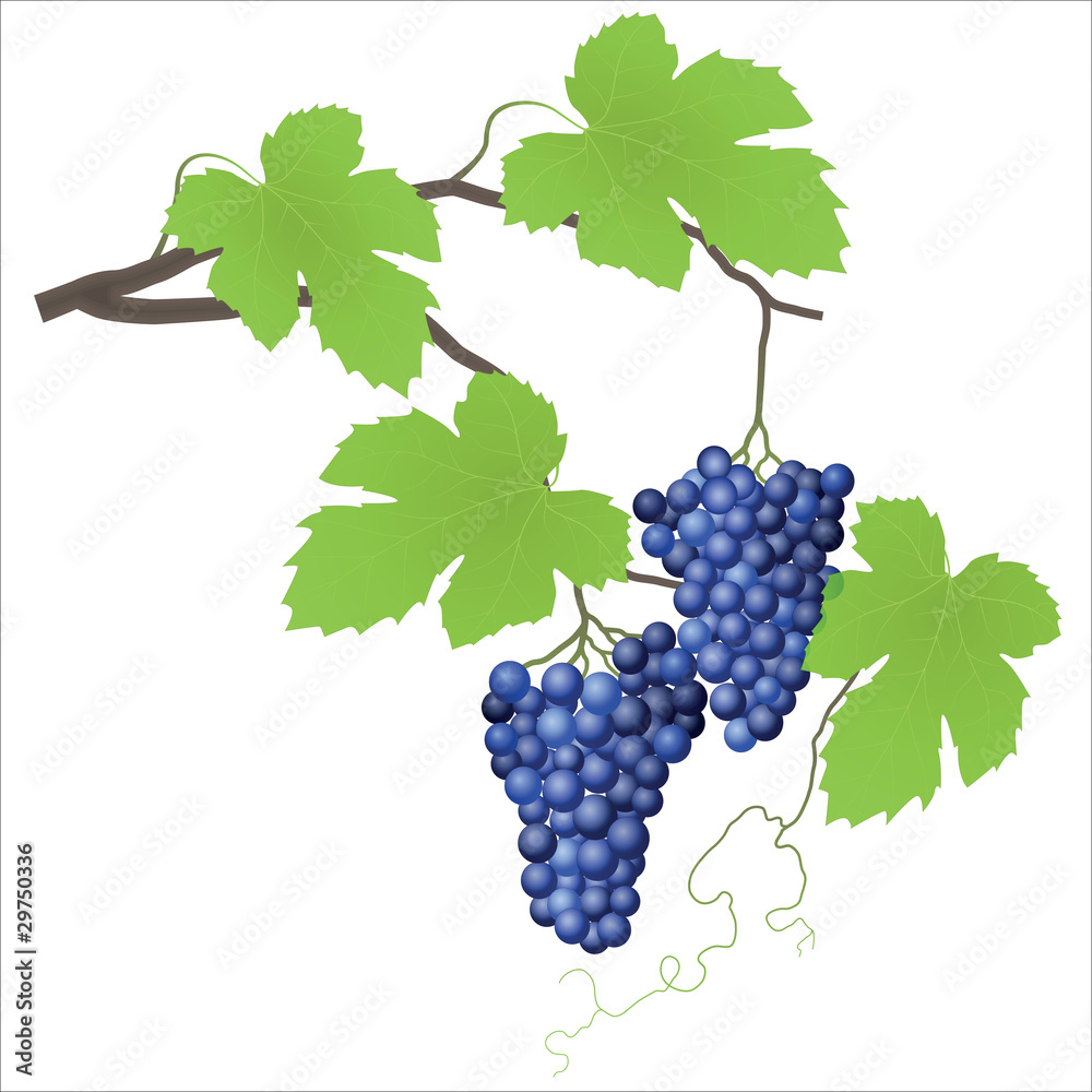 Obraz premium Grape vine