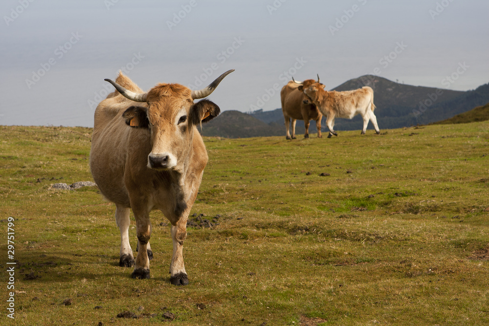 Vacas, 4