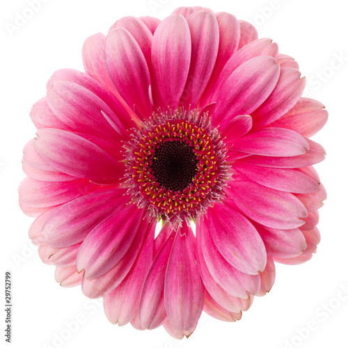 Pink gerbera flower