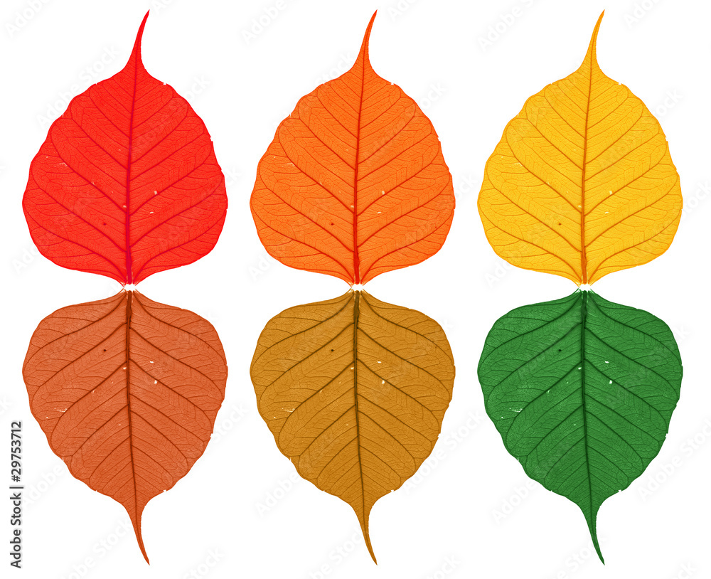 Fototapeta premium six autumn leaf on white background