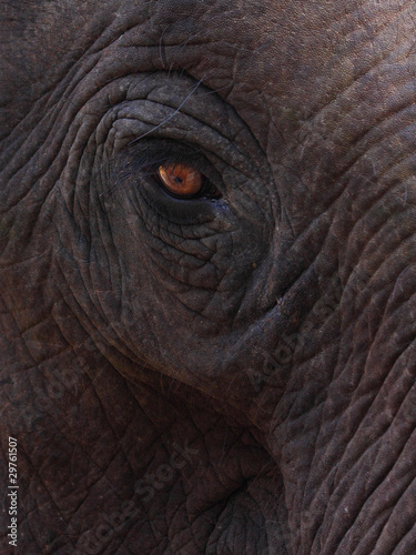 close up of Elephant's eye