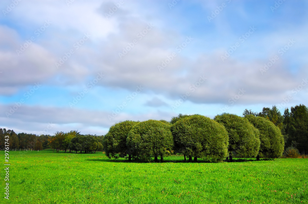 Obraz premium Beautiful green meadow with willows