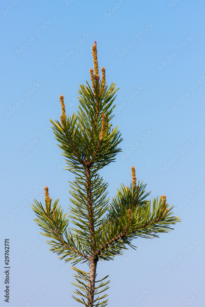 Branch of a pine Branch of a pine